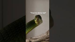 The Boomslang exists and it scares me. #reptiles #snake #venomoussnake #pets #boomslang