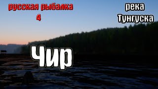 Русская рыбалка 49рр4/rf4) - река Нижняя тунгуска. Чир.