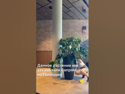 Филодендрон Селло #филодендрон #тренд #комнатныерастения #озеленение # ...
