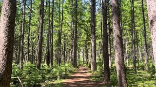 洞爺湖中島大島を散歩 Lake Toya Nakajima Island walk 2024/05/18