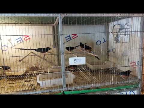 Video Chích chòe lửa ngày 03/10/2022 (45 Phạm Văn Đồng,... - youtube