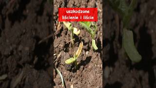 Dlaczego fasola wschodzi zdeformowana?