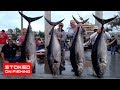 Tuna, Dorado, Wahoo, and Marlin Fishing on The Intrepid | Part 3