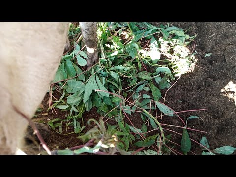 AINA 10 ZA MAJANI YAPENDWAYO NA NGURUWE 