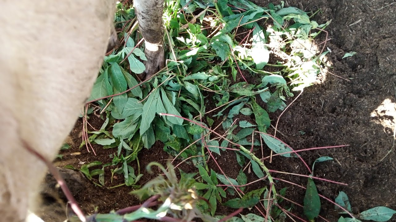 AINA 10 ZA MAJANI YAPENDWAYO NA NGURUWE