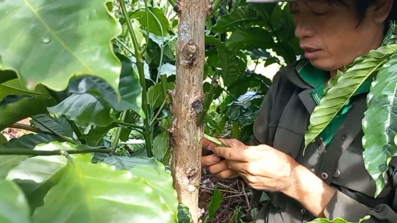 cách ghép càphê hiệu quả tỉ lệ sống cao là đây nhé anh em /ANDTK