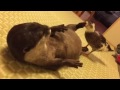 カワウソ劇場 高速ハンマー