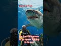 He thought it was just a normal day of spearfishing. until THIS happened😳 massive shark on its head