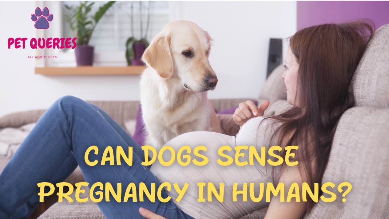 Can Dogs Sense The Pregnancy In Humans? | #Petqueries