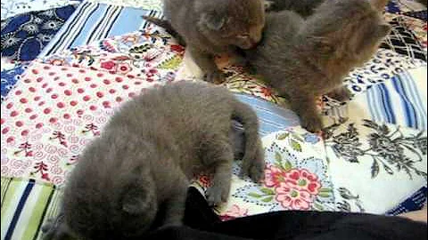 Video 6881071: cute russian blue kitten, cute kitten first, kitten learning