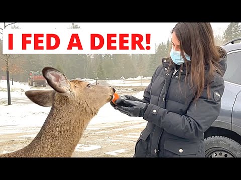 Wideo: Spać Z Wilkami W Kanadyjskim Parc Omega