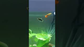 Guarda questo platy rarissimo #fish #pesci #platy #cute #acquario #rare #aquarium #animals #animali