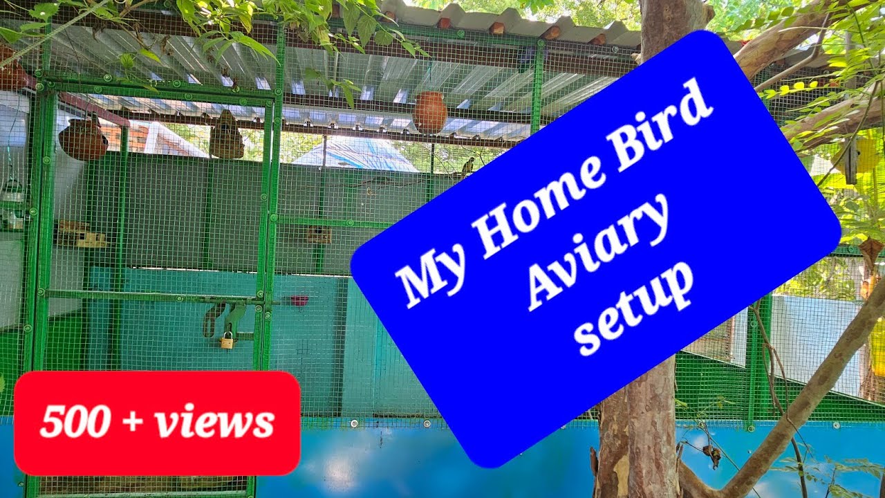 🏘My Home 🏕 Bird Aviary Setup...! ⛺️Out Look.⛺️ #bird #birdslover # ...