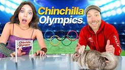 The ChinchillOlympics