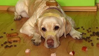 Bella the Labrador Retriever and selfcontrol dog trick
