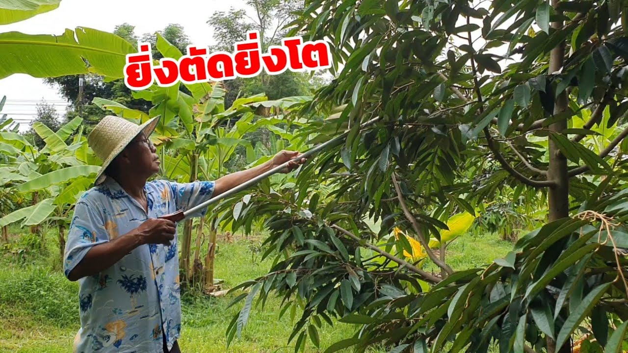 วิธีตัดแต่งกิ่งทุเรียน 2 ปี 8 เดือน ตัดแต่งกิ่งตั้งแต่ต้นเล็ก ยิ่งตัดยิ่งโต