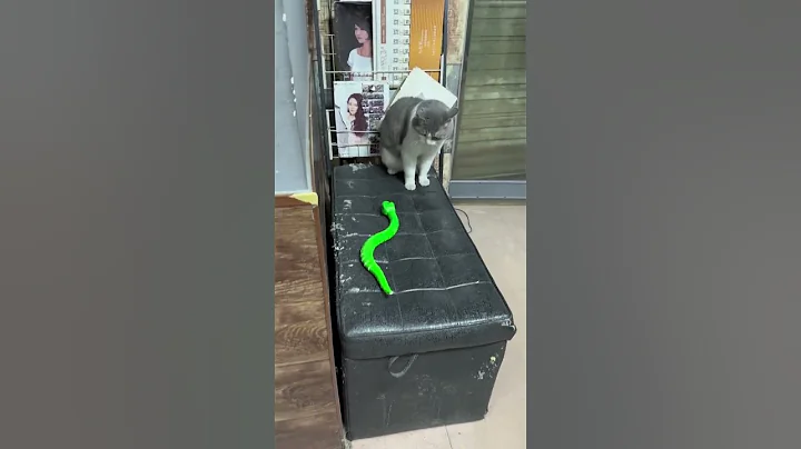 Video 11880701: cute cat collection, cats collection funny, laugh funny collection