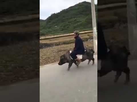 تبع زين اريمين تانوت