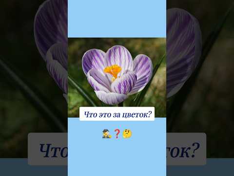 Как называется этот цветок? 🤔 #вопросы #эрудиция #эрудитплюс