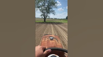 Plot 2 of sweet corn #plant24