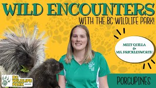 Meet Quilla and Ms. Pricklesworth the Porcupines! (Wild Encounters with the BC Wildlife Park S02E02)