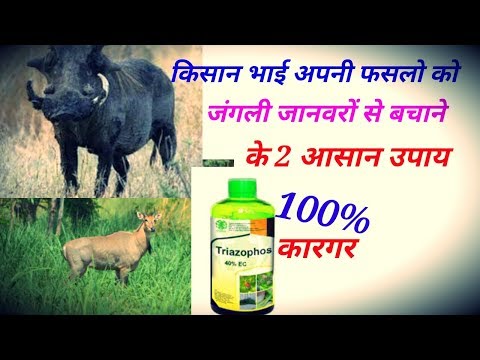 Nilgay ko kaise bhagaye|| जंगली जानवरों को खेत से भगाने के 2आसान और सस्ते उपाय