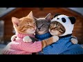 Gingy, Misty &amp; Mom – Cozy Winter Day / Thank You 10K 🐾