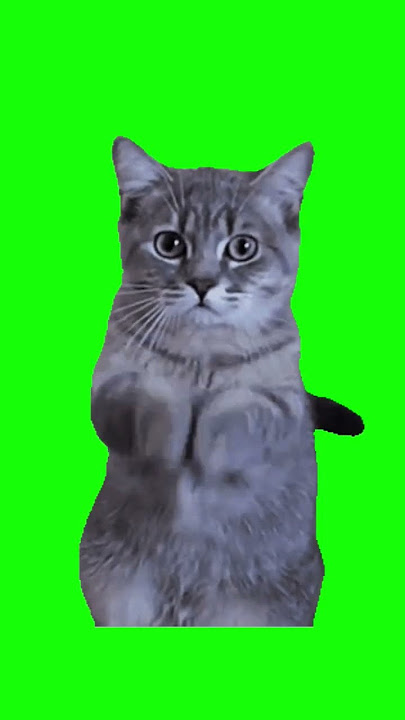 cat talking green screen🐱|NoCopyright#catgreenscreeln #cat #greenscreen