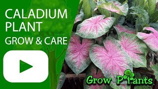 Caladium plant – grow & care (Can be great houseplant)