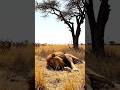 “When You Sleep in the Wrong Place… 🦁💨”(眠る場所、間違えたかも…ライオンの朝🌾)