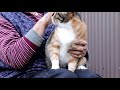 三毛猫をなでなで 191204