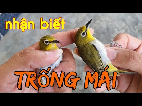 Phân biệt chim trống mái qua màu lông| Chia sẽ kinh nghiệm nuôi chim vành khuyên| Tuan Bird. Phân biệt chim trống mái qua màu lông| Chia sẽ kinh nghiệm nuôi chim vành khuyên| Tuan Bird.