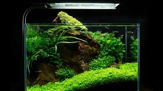 Nano Aquascape Tutorial Red Rock by James Findley