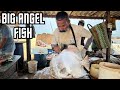 Big angel fish filleting masterclass  expert tips for precise cuts