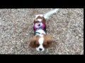 8 Month Old Cavalier King Charles, Charlee!  Certified Therapy Dog Training in Northern Virginia