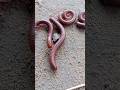 Amazing Red Millipedes Millipede Insects Shorts Animals Amazing Red Millipedes Millipede Insects Shorts Animals