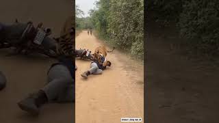 Sudden Tiger Encounter Deep In Jungle