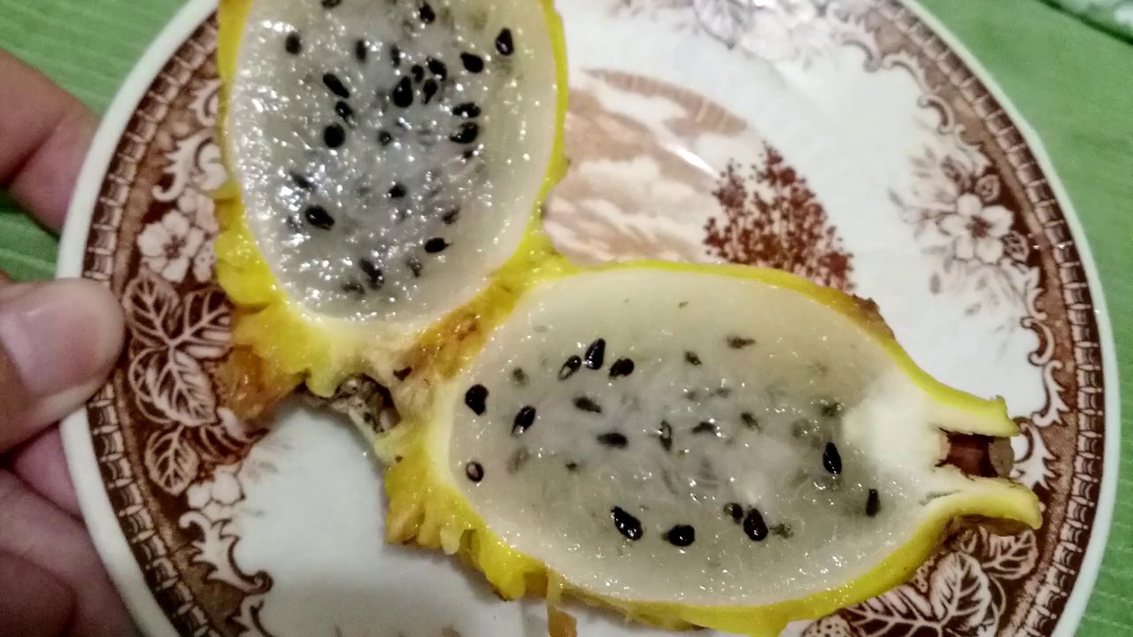 Varian Baru ! Buah NAGA KUNING Dengan Harga Rp 300 000 Per Kilo 