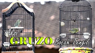 Aksi Gruzo Bocah Tengil Digantangan..