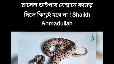 রাসেল ভাইপার যে স্থানে কামড় দিলে কিছু হবে না শুনুন ওয়াজটি পার্ট 1