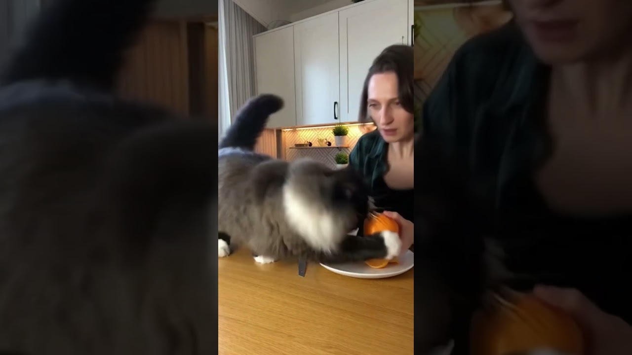 Подрезал апельсин у 