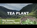 【ENG SUB】The Journey of Chinese Plants TEA PLANT | 1080P | 影响世界的中国植物 茶叶