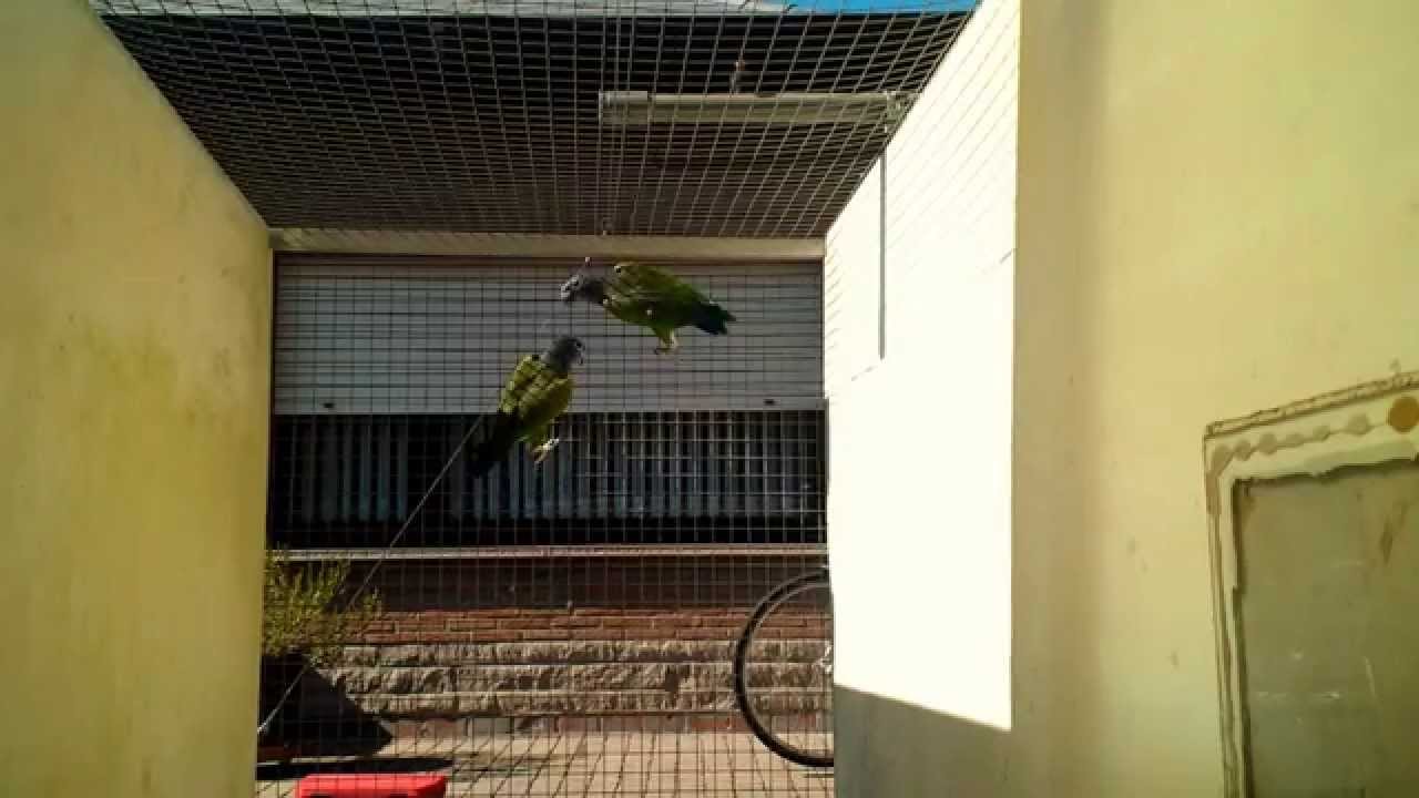Pionus Menstruus ( zwartoor pionus ) 