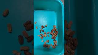 Dates sorting machine, Dates(CHUARA) MARK color sorting machine coimbatore, 8220440623