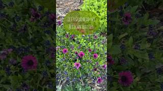 It’s quickly becoming one of my favorite #flowers #flowergarden #blooms #zone8a