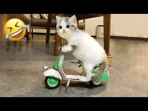 видео: The FUNNIEST Animal Shorts Ever! 🤣 BEST Compilation