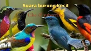 suara pikat burung kecil