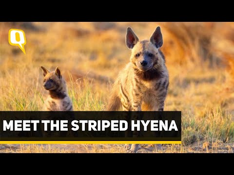 Video: Striped hyena (Hyaena hyaena): description, habitat. hyena world