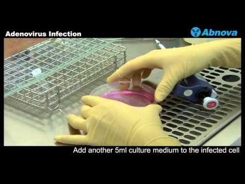 Video: Adenovirus Infection Sa Mga Reptil