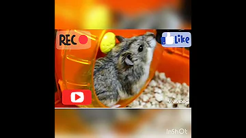 Почему хомяк не бегает в колесе!?🤔